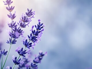 Obraz premium Lavender blooms create a serene atmosphere in soft morning light