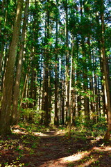 二子島森林公園の紅葉（新潟県）