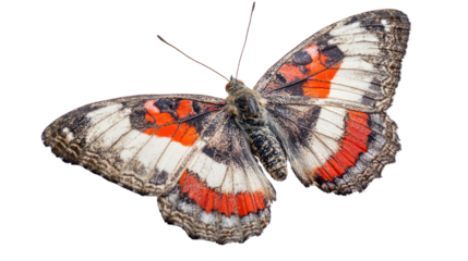 A stunning butterfly with vibrant orange and white wings rests delicately, showcasing intricate patterns and textures in its natural beauty.