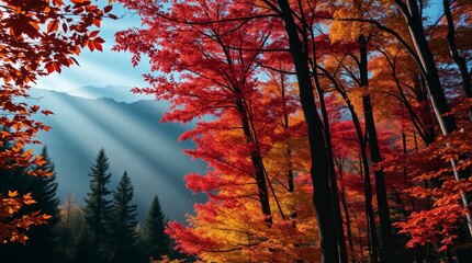 Autumnal forest with rich red, orange, and yellow leaves, contrasted by dark green pines 