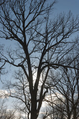 bare tree silhouette on a clear blue sky with sun flare in a winter landscape