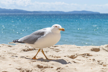 Goéland Leucophée plage Saint François à Ajaccio CORSE