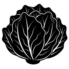 cabbage isolated