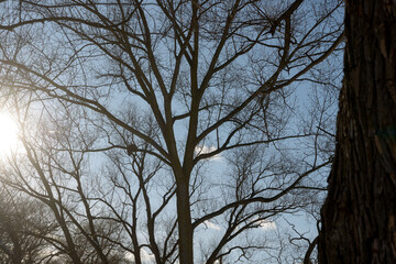 sunlight peeking through bare trees on a blue sky in a winter landscape