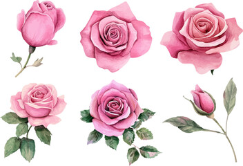 Naklejka premium watercolor pink roses flowers on white