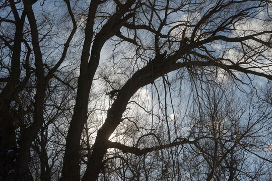 bare tree silhouettes on a blue sky in a winter landscape - Powered by Adobe