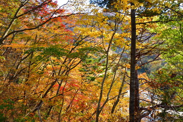 二子島森林公園の紅葉（新潟県）
