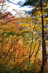 二子島森林公園の紅葉（新潟県）