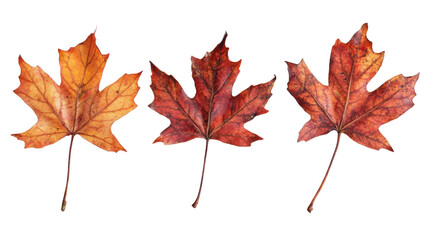 A collection of vibrant autumn leaves in shades of orange and red, showcasing the beauty of nature during the fall season. Perfect for seasonal designs.