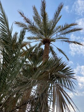 Qassim palm farms in the middle of Buraidah, Al-Sabbakh district, Saudi Arabia
