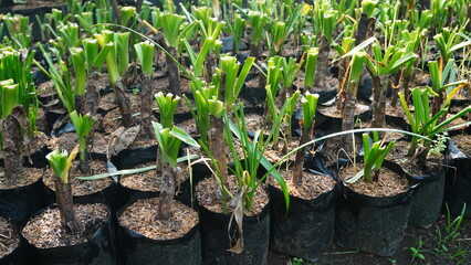 plants in the process of care and pruning