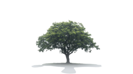 A serene tree stands alone against a misty background, symbolizing tranquility and connection to nature. Perfect for nature-related projects.