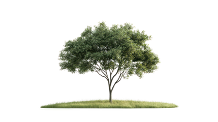 A vibrant green tree stands majestically on a grassy patch, showcasing its lush foliage and sturdy trunk, symbolizing nature's beauty and resilience.