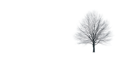 A solitary tree stands gracefully against a simplistic backdrop, showcasing its intricate branches and delicate leaf structure in serene solitude.