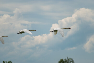Flying swan in Wangen-Lachen in Switzerland