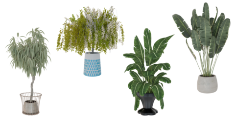 Four potted plants; weeping willow, flowering tree, bird of paradise, banana plant; isolated white background; interior design resource