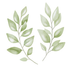 Fototapeta premium Hand-drawn watercolor illustration of two elegant eucalyptus branches with lush, aromatic leaves. Perfect for wedding invitations, botanical prints, minimalist home decor, romantic greeting cards