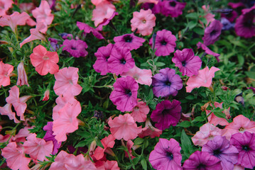 Varieties of petunia and surfinia flowers in public.