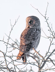 Great grey owl perched on a branch in Canada