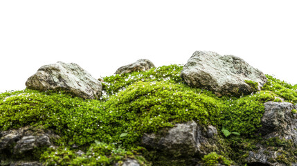 A close-up view of lush green moss covering smooth stones, creating a serene and natural landscape. Ideal for nature lovers and environmental themes.