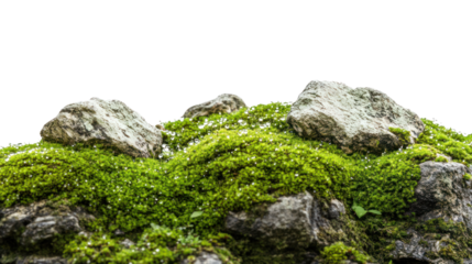 A close-up view of lush green moss covering smooth stones, creating a serene and natural landscape. Ideal for nature lovers and environmental themes.