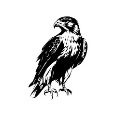 a detailed drawing silhouette of a eagle illustration