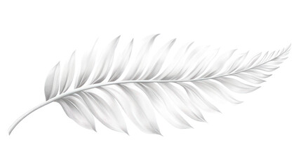 Obraz premium A delicate white fern leaf showcases intricate details, representing nature's beauty and elegance, perfect for various design projects and themes.