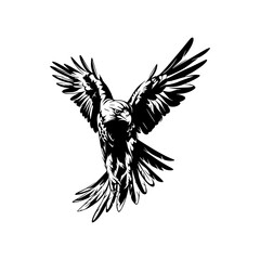 Obraz premium a detailed drawing silhouette of a eagle illustration