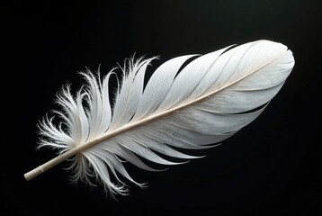 Obraz premium Majestic White Feather Floating in Black