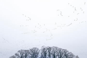 Wildgänse versammeln sich am herbstlichen Himmel, Deutschland