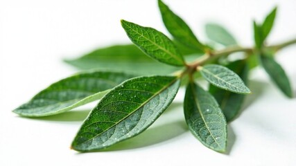 Obraz premium Dried Sage Leaves - Close-Up Herbal Medicine