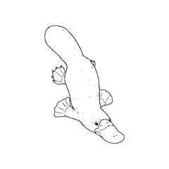 black and white hand drawn illustration of a platypus
