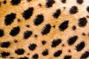 A close up of a cheetah's fur with many spots. The fur is brown and black