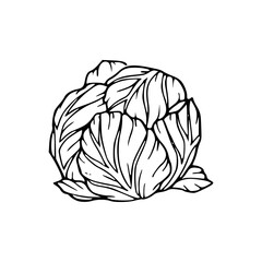 a detailed line art drawing of a vegetables illustration