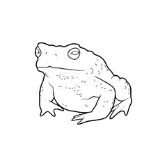 a line art drawing of a frog coloring page