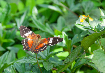 Scarlet peacock butterfly (Anartia amathea) in its natural habitat, surrounded by tropical vegetation, with orange and brown wings on display. Perfect for environmental and educational campaigns.