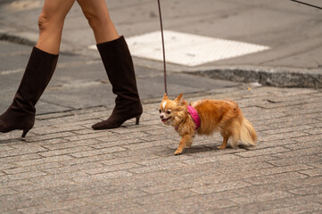 A woman walks her small brown Chihuahua on a busy city street while wearing stylish knee-high boots in the afternoon sun