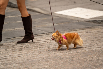 A woman walks her small brown Chihuahua on a busy city street while wearing stylish knee-high boots in the afternoon sun
