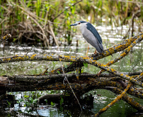 Black-crowned night heron sitting on a fallen tree
