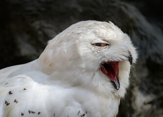 Closeup of a snowy owl