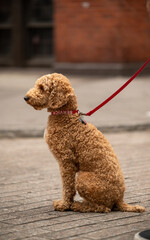 A service dog sits patiently on a leash in an urban setting, awaiting the next command from its handler on a busy city street