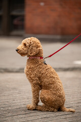 A service dog sits patiently on a leash in an urban setting, awaiting the next command from its handler on a busy city street