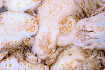Abstract macro background of a celeriac