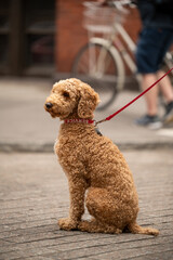 A service dog sits patiently on a leash in an urban setting, awaiting the next command from its handler on a busy city street