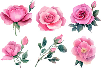 bouquet of pink roses