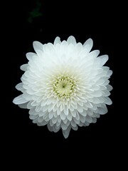A close-up photograph of a white chrysanthemum in full bloom. The flower's intricate petals create a delicate and elegant pattern.