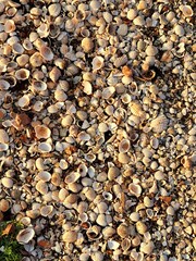 Shells on the beach