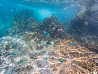 Snorkling And Encountering A School Of Fish At The Coral Reef