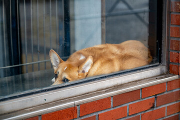 A corgi lounging on a windowsill, gazing outside of animal shelter