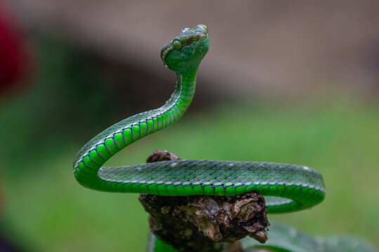 snake in the grass